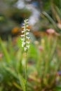 Nodding ladyâs tresses Spiranthes cernua, fragrant white flowers in natural habitat